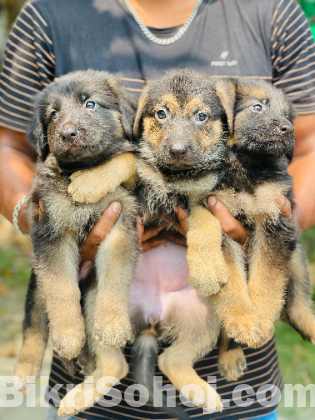 German shepherd Dog
